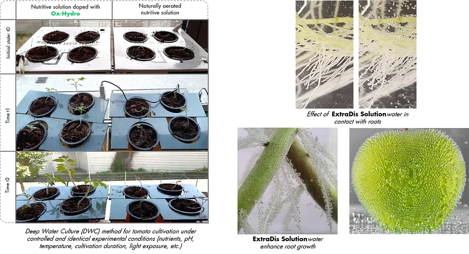 root growth hydroponic irrigation horticulture