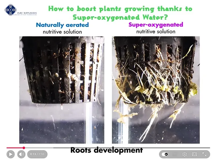 hydroponics SDI irrigation